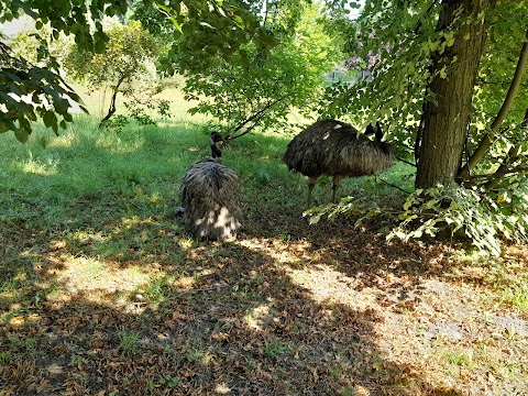 Emu w śląskim ZOO