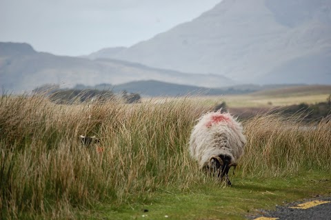 Connemara Country Lodge