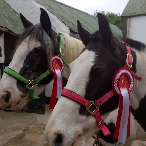 Bantry Pony Trekking