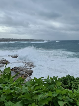 Ivo Rowe Rock Pool