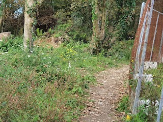 Cruachan Woods