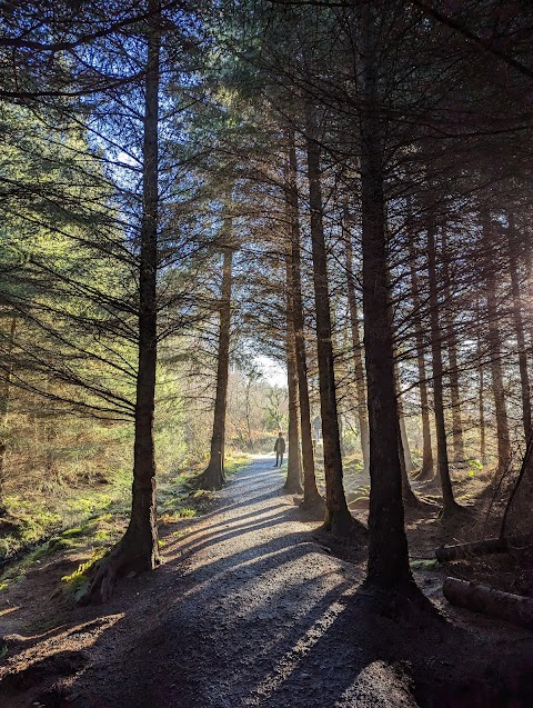 Forest Trail - Tubbercurry