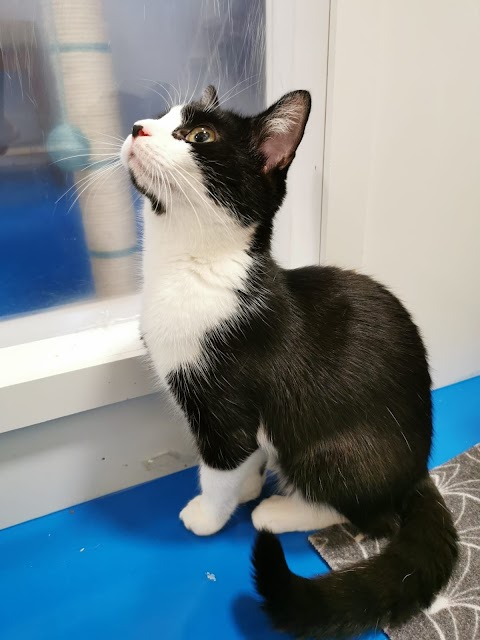 Cosy Cats Cattery, Cork