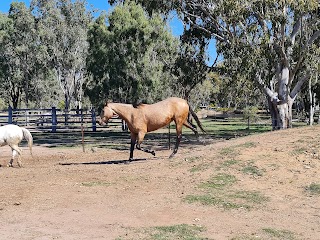 Equine Assisted Psychotherapy Queensland (EAPQ)