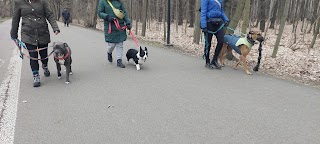 Czikoban Karolina Banaczyk szkolenie psów