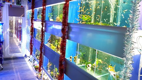 Tropical fish pet store Midland Aquatic Solutions