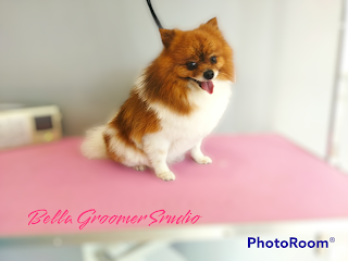 Bella Groomer Studio