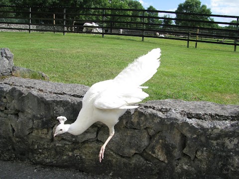 Stonehall Visitor Farm