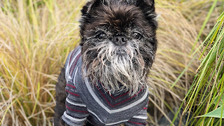 Mr Soft Top - Luxury Dog Clothes made in New Zealand