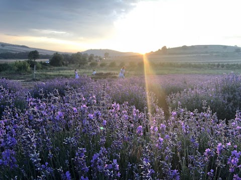 Purple Cloud Natural Lavender Oil