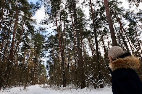 Ozerne Forest