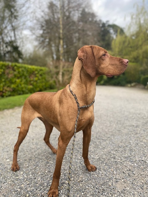 Coolamber boarding kennels