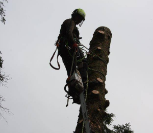 Western Tree Care