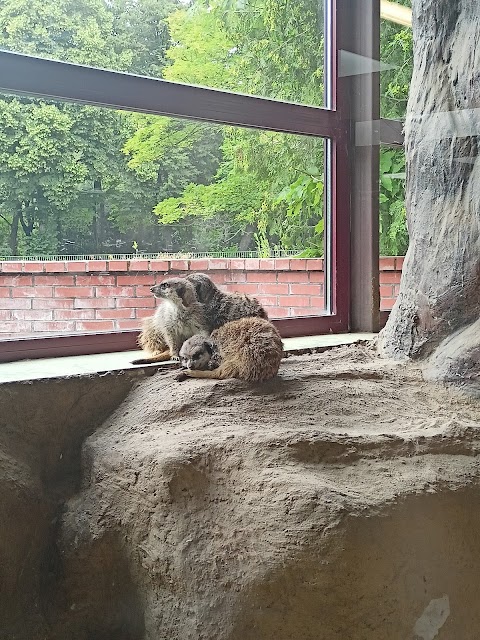 Surykatki w śląskim ZOO