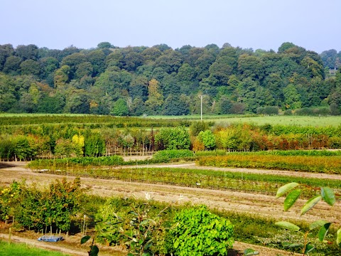 Fermoy Woodland Nurseries Ltd. Tree and Hedging Specialists