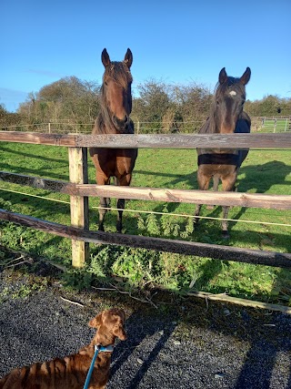 Limerick Animal Welfare Sanctuary