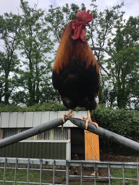 Newcastle West Poultry Equipment