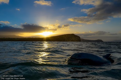 Dingle Dolphin Boat Tours