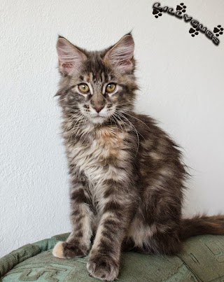 Lillycubs - hodowla kotów Maine Coon