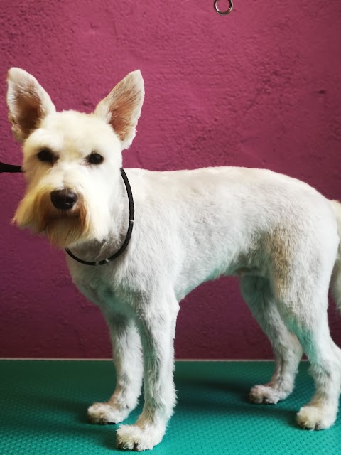 Kenmare Dog Grooming