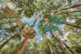 Treetops Adventure Newcastle