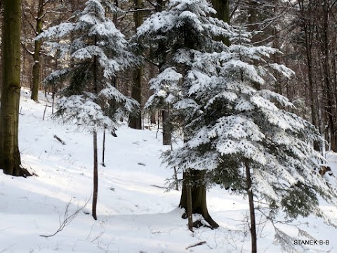 Park Cygański Las w Bielsku-Białej