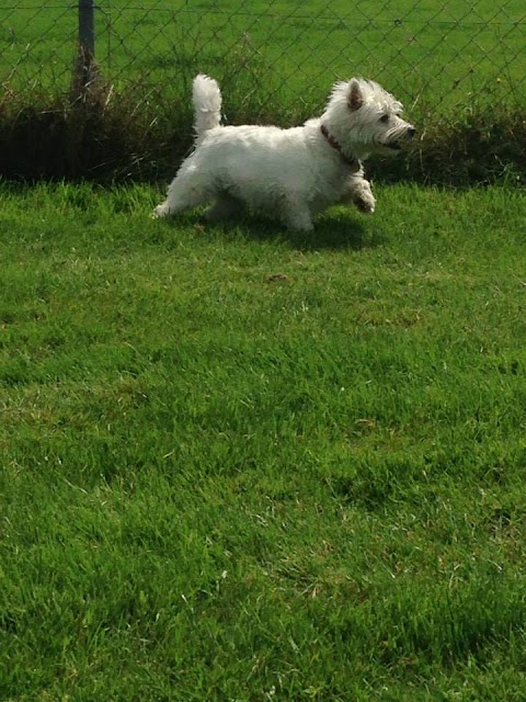 Monarone Boarding Kennels