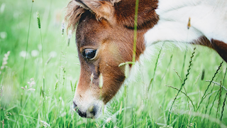 Turra Lodge Farm