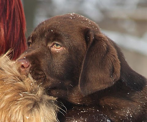 Night Single питомник лабрадоров | Labrador Retriever's kennel | Щенки лабрадора купить | Киев