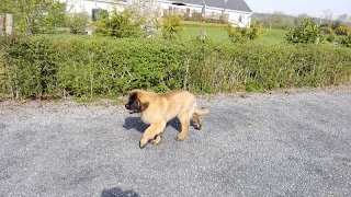 Johnduffswood Dog Boarding Kennels