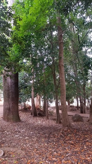 Tamborine Mountain State School