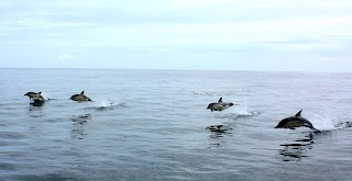 Cork Whale Watch