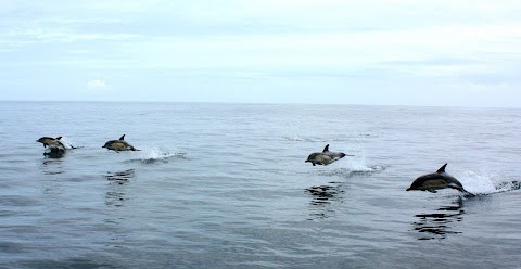 Cork Whale Watch