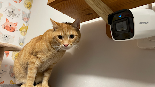 Hotel dla kotów z monitoringiem