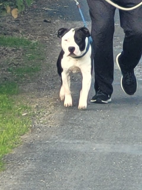 Little and large dog boarding kennels