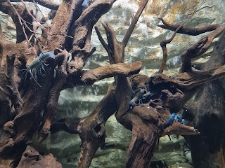 Aquarium - Sydney Zoo