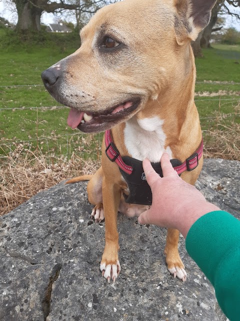 Tullamore Pet Hospital