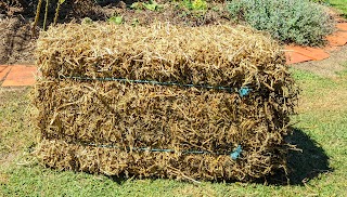 Auckland Pea Straw