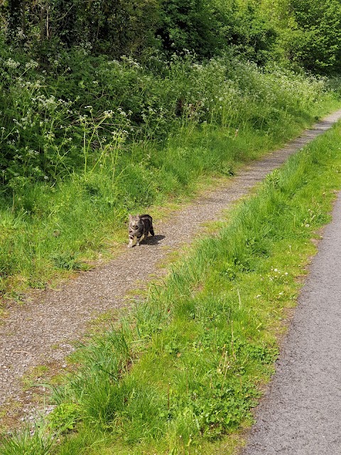 Old Rail Trail (Whitegates, Athlone)