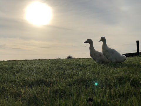 Freeway Poultry