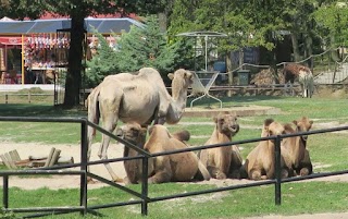 Wielbłądy w śląskim ZOO