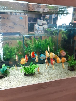 Tropical fish pet store Midland Aquatic Solutions