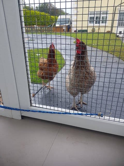 Snuggle Inn Cattery Galway