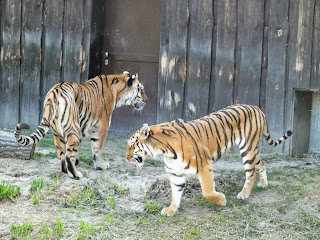 Tygrysy w śląkim ZOO