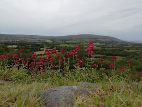 Burren College of Art