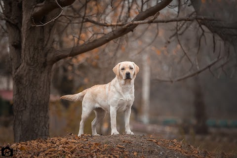 Night Single питомник лабрадоров | Labrador Retriever's kennel | Щенки лабрадора купить | Киев