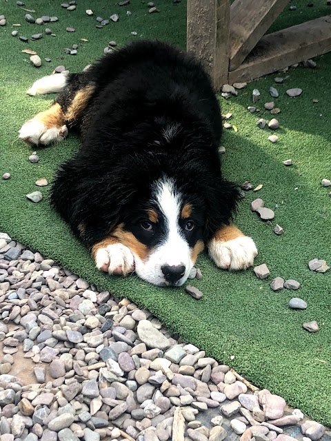 Muddy Paws Day Care