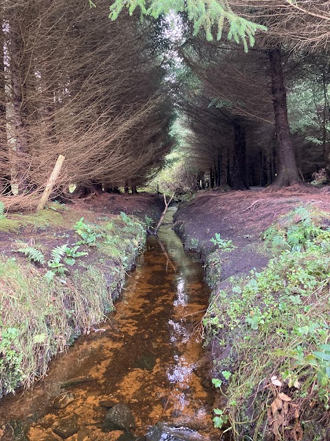 Forest Trail - Tubbercurry