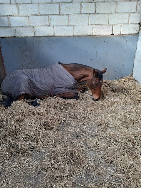 Lucky Meadows Equestrian Centre