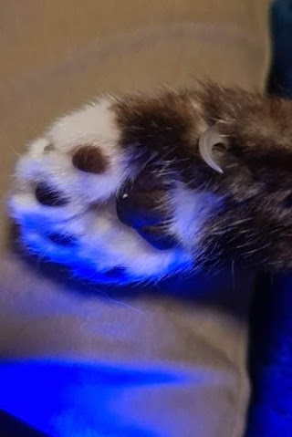 Paws & Whiskers